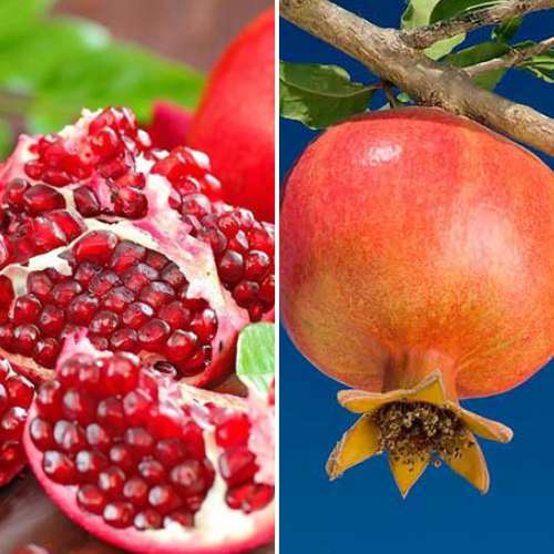 Hihetetlen ajánlat! Gránátalma Duo, 2 db-os csemetekészlet kép 1 termék 4879