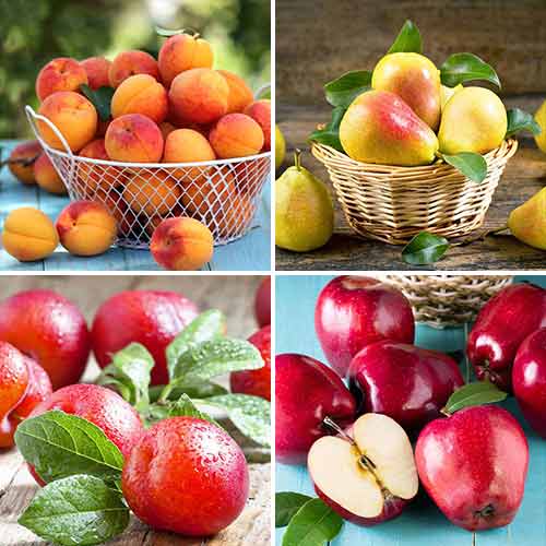 Hihetetlen ajánlat! Gyümölcsük pitéhez, 4 fajtából álló csemete készlet kép 1 termék 5873