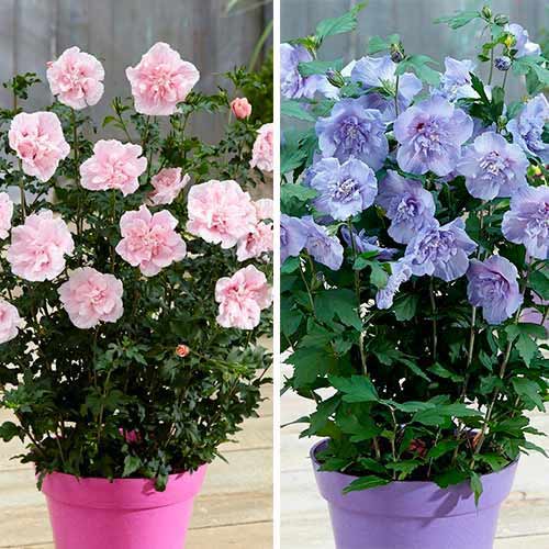 Hihetetlen ajánlat! Hibiszkusz, 2 fajtából álló készlet termék fotó 1 Hihetetlen ajánlat! Hibiszkusz, 2 fajtából álló készlet kép 1 termék 76661