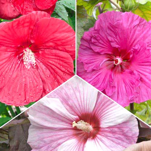 Hihetetlen ajánlat! Hibiszkusz, 3 fajtából álló készlet termék fotó 1 Hihetetlen ajánlat! Hibiszkusz, 3 fajtából álló készlet kép 1 termék 70492