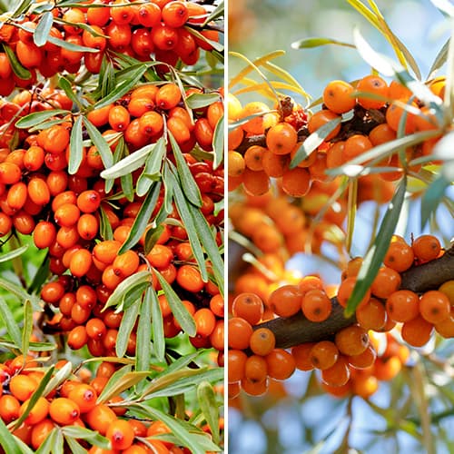 Hihetetlen ajánlat! Homoktövis, 2 fajtából álló készlet kép 1 termék 5860