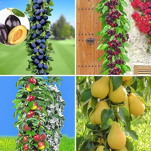 Hihetetlen ajánlat! Házi gyümölcsös oszloposfák, 4 db csemete készlet kép 1 termék 1955
