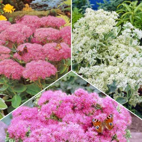 Hihetetlen ajánlat! Kövér porcsin (Sedum), 3 fajtából álló készlet termék fotó 1 Hihetetlen ajánlat! Kövér porcsin (Sedum), 3 fajtából álló készlet kép 1 termék 70491