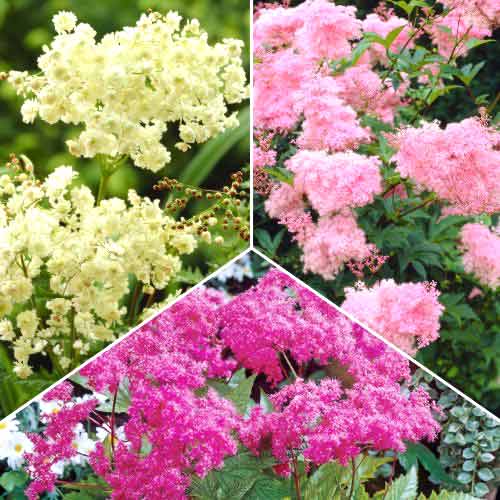 Hihetetlen ajánlat! Legyezőfű (Filipendula), 3 fajtából álló készlet kép 1 termék 70490