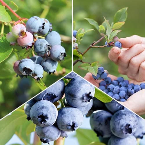 Hihetetlen ajánlat! Mega Crop fekete áfonyák, 3 fajtából álló készlet termék fotó 1 Hihetetlen ajánlat! Mega Crop fekete áfonyák, 3 fajtából álló készlet kép 1 termék 5863