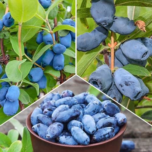 Hihetetlen ajánlat! Mézbogyó, 3 fajtából álló készlet termék fotó 1 Hihetetlen ajánlat! Mézbogyó, 3 fajtából álló készlet kép 1 termék 5864