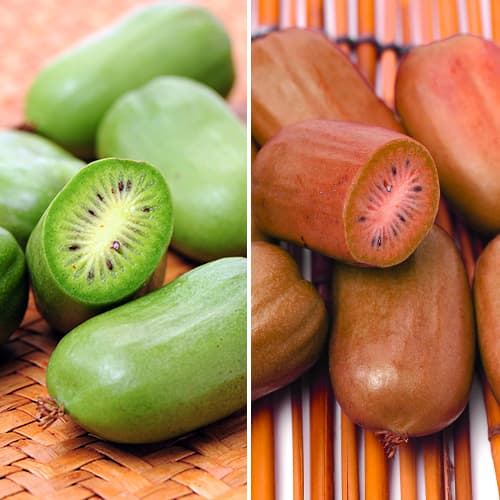 Hihetetlen ajánlat! Mini kiwi Duó, 2 fajtából álló készlet kép 1 termék 9337