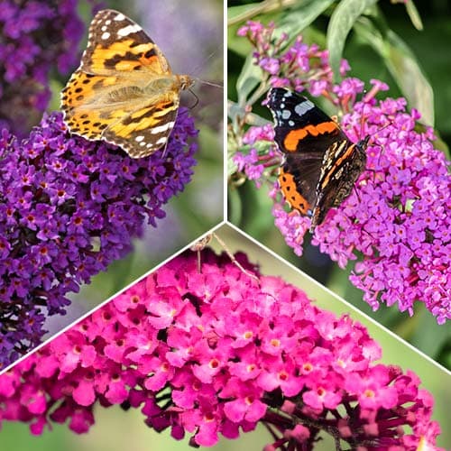 Hihetetlen ajánlat! Nyári orgona Trió, 3 fajtából álló készlet termék fotó 1 Hihetetlen ajánlat! Nyári orgona Trió, 3 fajtából álló készlet kép 1 termék 2032