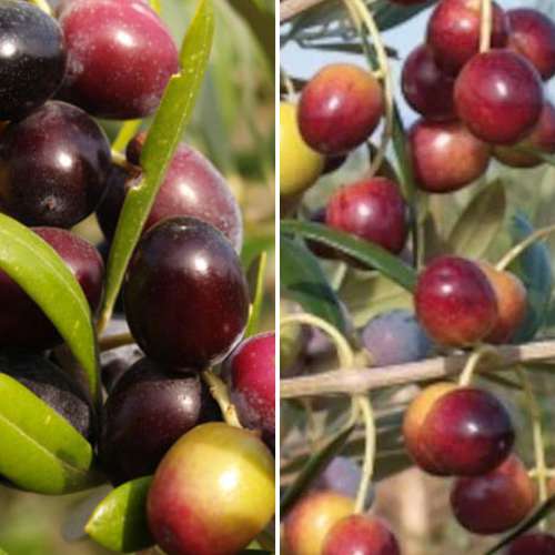 Hihetetlen ajánlat! Olajfa (Oliva), 2 db csemete készlet kép 1 termék 4882