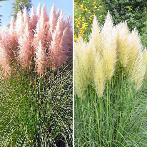 Hihetetlen ajánlat! Pampafű Duó, 2 fajtából álló készlet kép 1 termék 5420