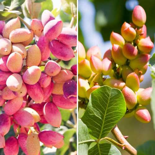 Hihetetlen ajánlat! Pisztácia, 2 db csemete készlet kép 1 termék 4883