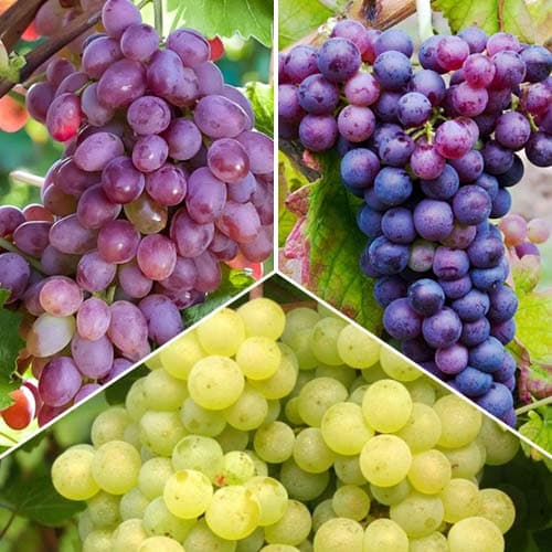 Hihetetlen ajánlat! Prestige szőlő, 3 db csemete készlet kép 1 termék 6977