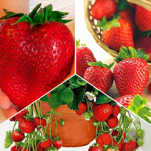 Hihetetlen ajánlat! Rekord szüreti eper, 3 fajtából álló készlet kép 1 termék 5417