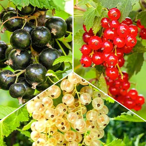 Hihetetlen ajánlat! Ribizli Trió, 3 fajtából álló készlet termék fotó 1 Hihetetlen ajánlat! Ribizli Trió, 3 fajtából álló készlet kép 1 termék 5845