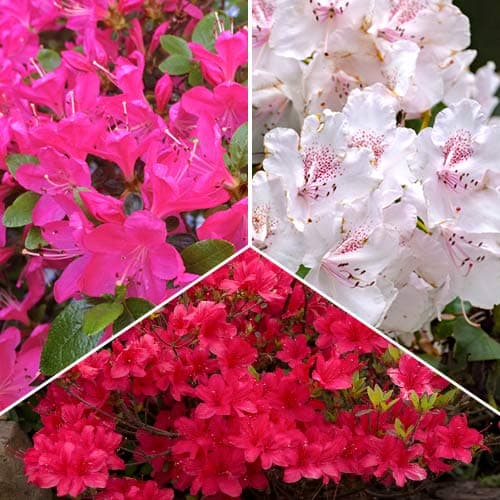 Rododendron Trió, 3 fajtából álló készlet termék fotó 1 Rododendron Trió, 3 fajtából álló készlet kép 1 termék 2031