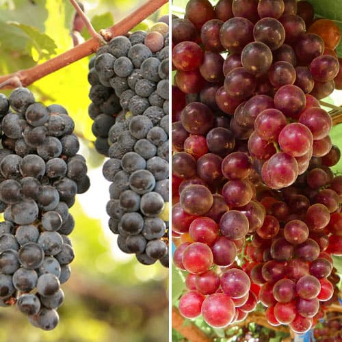 Hihetetlen ajánlat! Rozsaszín borszőlő, 2 db csemete készlet kép 1 termék 5577