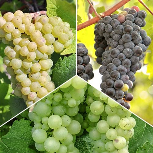 Hihetetlen ajánlat! Sauvignon szőlő, 3 db csemete készlet kép 1 termék 5574