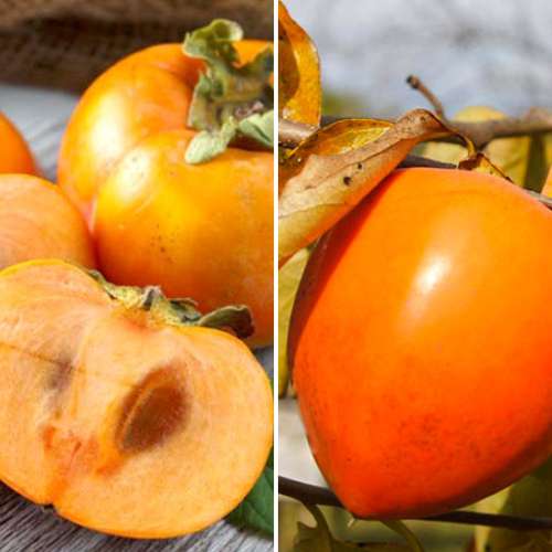 Hihetetlen ajánlat! Sharon (keleti datolyaszilva), 2 db csemete készlet kép 1 termék 4881