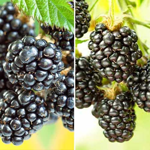 Hihetetlen ajánlat! Szeder Duó, 2 fajtából álló készlet termék fotó 1 Hihetetlen ajánlat! Szeder Duó, 2 fajtából álló készlet kép 1 termék 5390