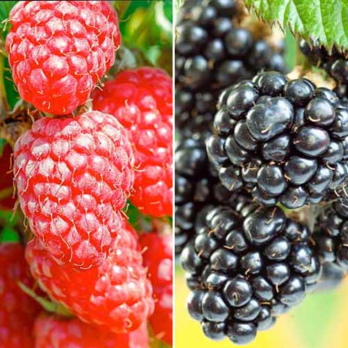 Hihetetlen ajánlat! Szeder és Málna Duó, 2 fajtából álló készlet kép 1 termék 7643