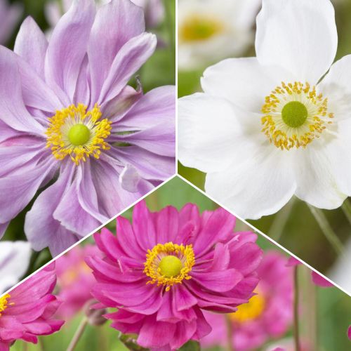 Hihetetlen ajánlat! Szellőrózsa, 3 fajtából álló készlet kép 1 termék 70489