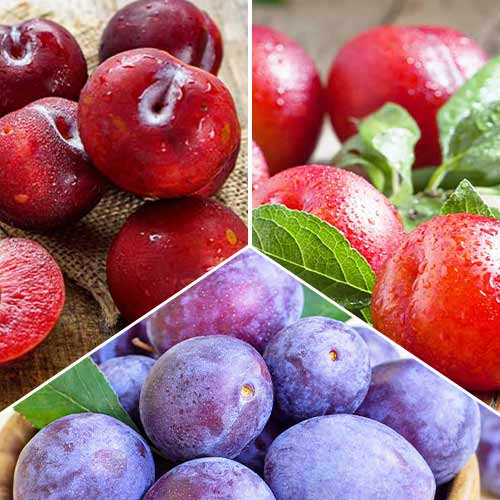 Hihetetlen ajánlat! Szilva trió, 3 fajtából álló csemete készlet kép 1 termék 5674