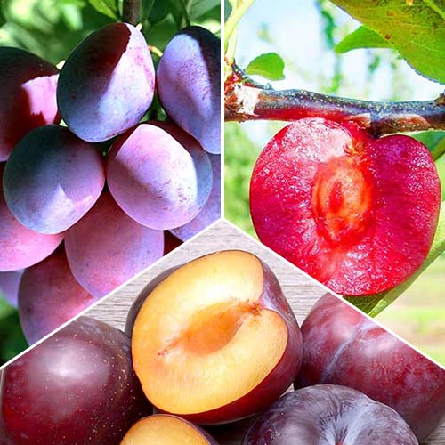 Hihetetlen ajánlat! Szilva trió, 3 db csemete készlet kép 1 termék 5185