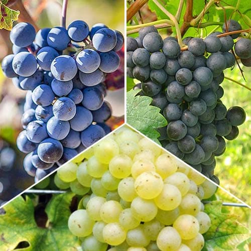 Hihetetlen ajánlat! Sauvignon szőlő, 3 db csemete készlet kép 1 termék 4908