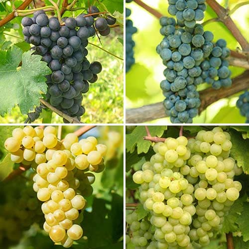 Hihetetlen ajánlat! Temptation szőlő, 4 db csemete készlet termék fotó 1 Hihetetlen ajánlat! Temptation szőlő, 4 db csemete készlet kép 1 termék 4904