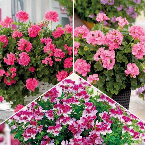 Hihetetlen ajánlat! Szúnyogűző muskátli, 3 fajtából álló készlet kép 1 termék 77818