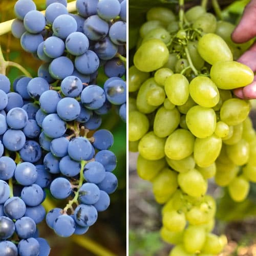 Hihetetlen ajánlat! Szuper korai szőlő , 2 db csemete készlet kép 1 termék 4958