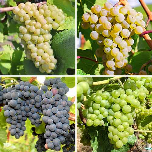 Hihetetlen ajánlat! Temptation szőlő, 4 db csemete készlet termék fotó 1 Hihetetlen ajánlat! Temptation szőlő, 4 db csemete készlet kép 1 termék 5573