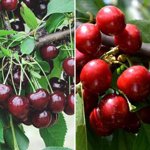 Hihetetlen ajánlat! Termő nyár, 2 db palánta készlet kép 1 termék 4874