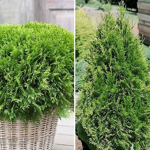 Hihetetlen ajánlat! Tűlevelű Duó, 2 fajtából álló készlet kép 1 termék 9468