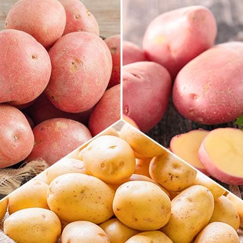 Hihetetlen ajánlat! Vetőburgonya Gazdag termés, 3 fajtából álló készlet termék fotó 1 Hihetetlen ajánlat! Vetőburgonya Gazdag termés, 3 fajtából álló készlet kép 1 termék 5691