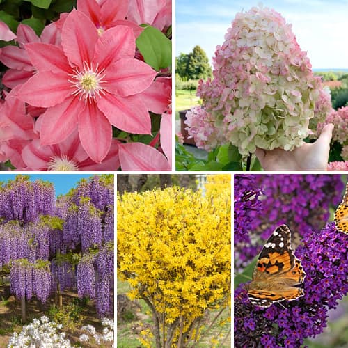 Hihetetlen ajánlat! Virágzó kertek, 5 fajtából álló készlet kép 1 termék 2033