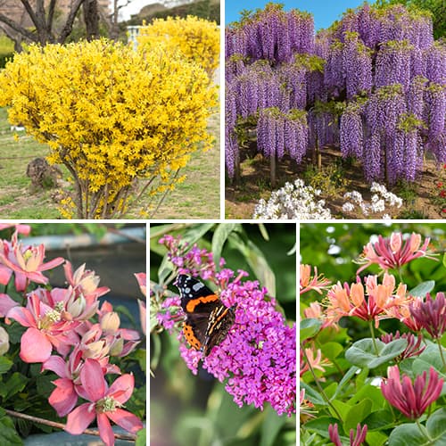 Hihetetlen ajánlat! Virágzó sövények, 5 fajtából álló készlet kép 1 termék 2034