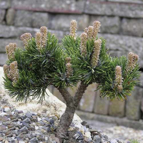 Himaláyai erdeifenyő Jacobsen, C4 kép 1 termék 8251