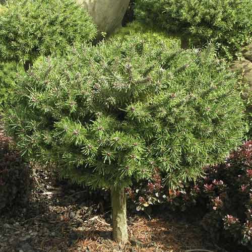 Himaláyai erdeifenyő Paradekissen, C4 termék fotó 1 Himaláyai erdeifenyő Paradekissen, C4 kép 1 termék 8253