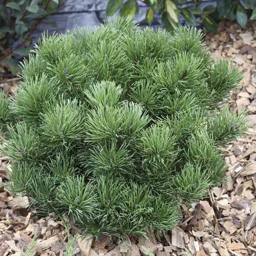 Himaláyai erdeifenyő Pumillio, C2 termék fotó 1 Himaláyai erdeifenyő Pumillio, C2 kép 1 termék 7748