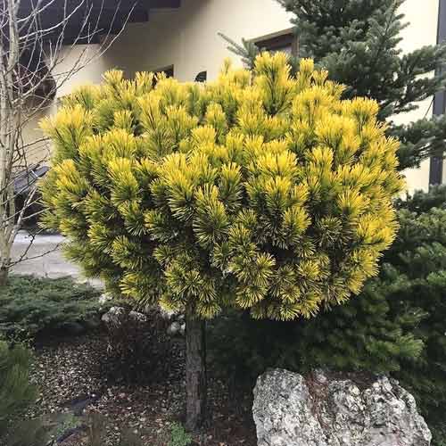 Himaláyai erdeifenyő Wintergold, C4 kép 1 termék 8254