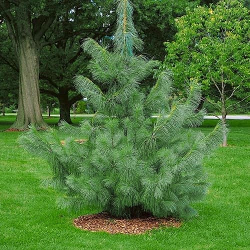 Himaláyai erdeifenyő, Р9 kép 1 termék 9409