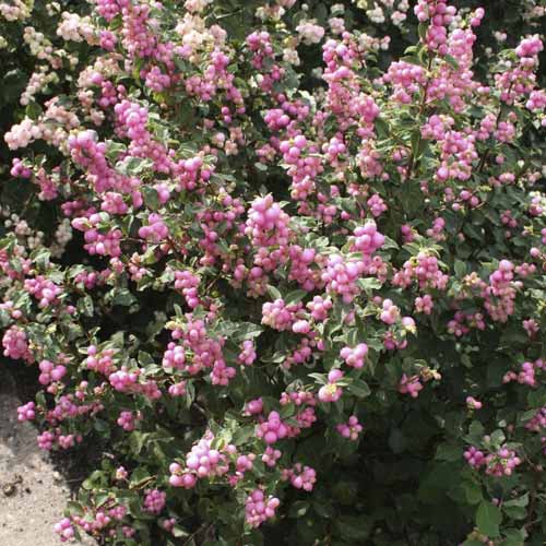 Hóbogyó Amethyst, C2 kép 1 termék 8583