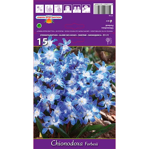 Hófény Forbesii termék fotó 1 Hófény Forbesii kép 1 termék 67890