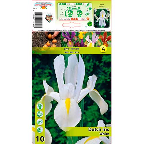 Holland írisz White termék fotó 1 Holland írisz White kép 1 termék 76230