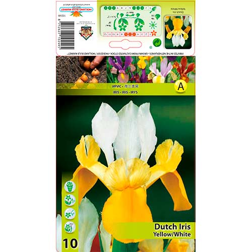 Holland írisz Yellow/White termék fotó 1 Holland írisz Yellow/White kép 1 termék 76231