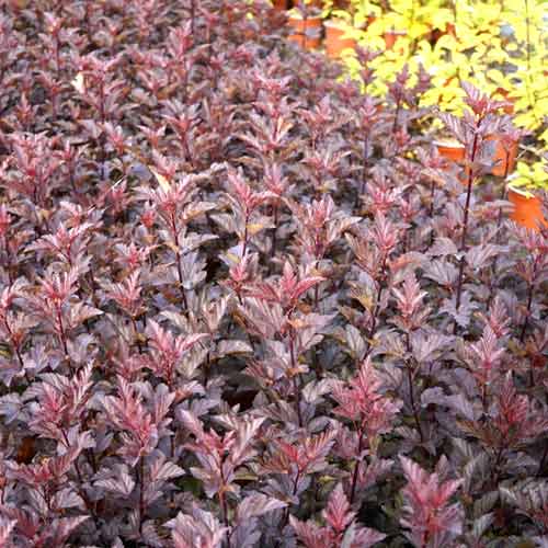 Hólyagvessző Armadillo, C3 kép 1 termék 8561