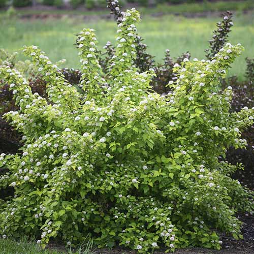 Hólyagvessző Dart's Gold, C3 kép 1 termék 7726