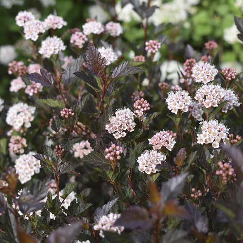 Hólyagvessző Little Devil ® PBR, C3 kép 1 termék 8562