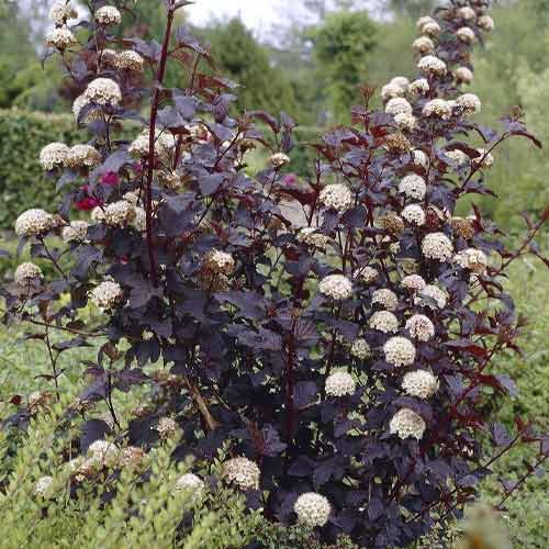 Hólyagvessző Summer Wine ® PBR, C3 kép 1 termék 8563